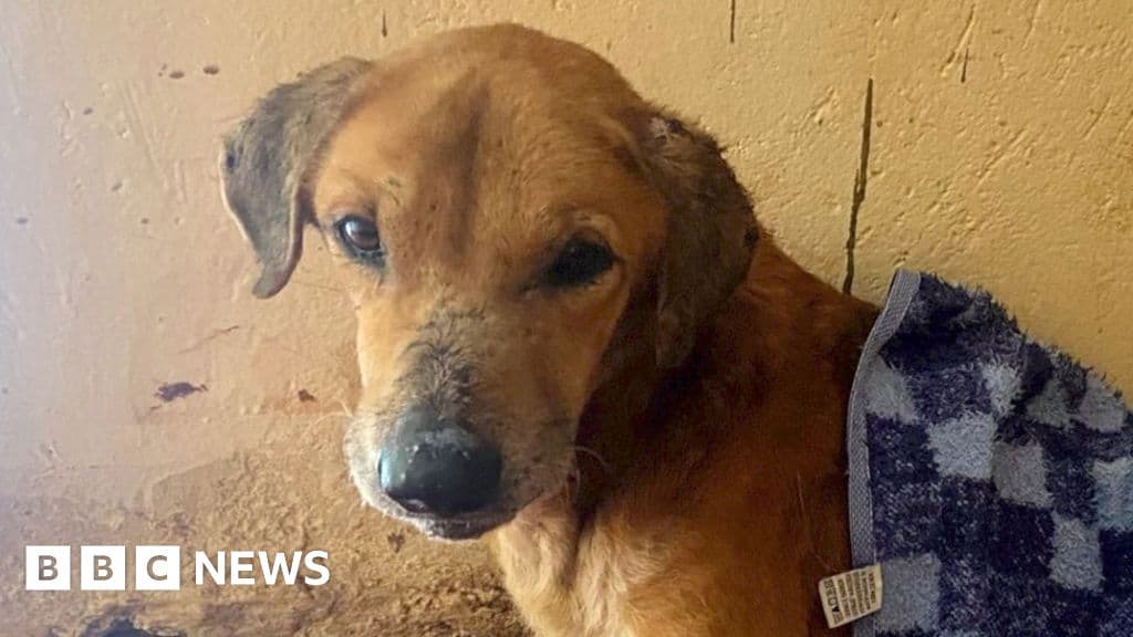Inside Uganda’s Sham Dog Shelters: How Scammers Exploit Animal Lovers Worldwide