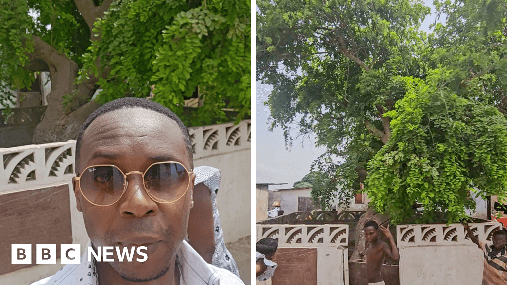 El árbol centenario que marcó el destino de una familia y un pueblo en Ghana