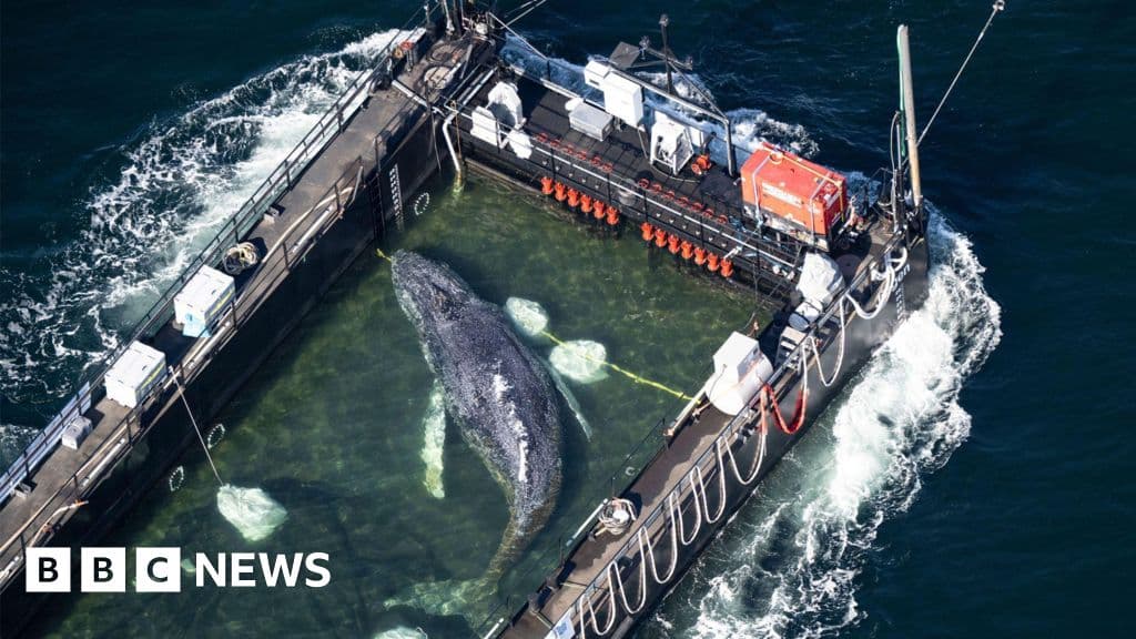 Stranded Humpback Whale Rescued and Transported from German Waters to North Sea