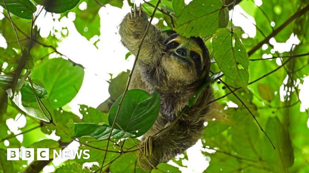 31 Sloths Die Before Florida 'Slothnarium' Opens Amid Controversy