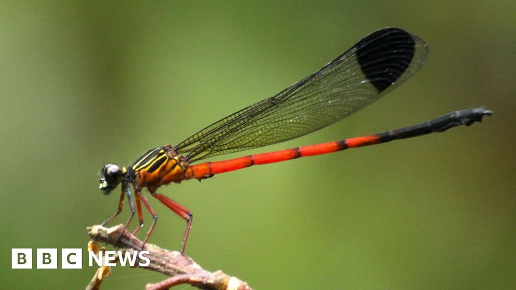Dragonflies Disappear: Alarming Decline in Western Ghats’ Unique Insect Species
